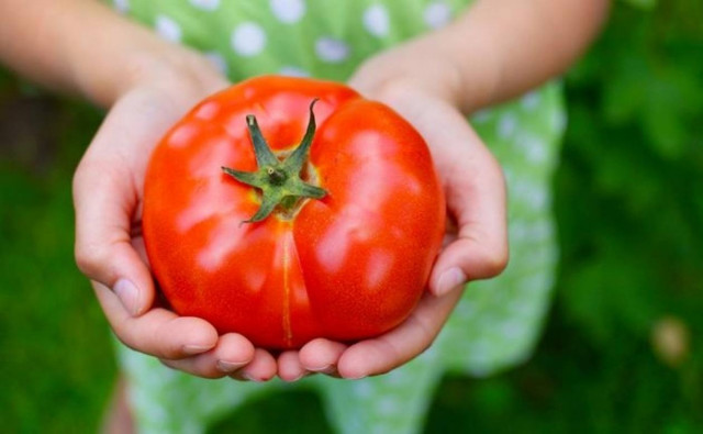 Ντομάτα: 6 λόγοι για να την αγαπήσουμε