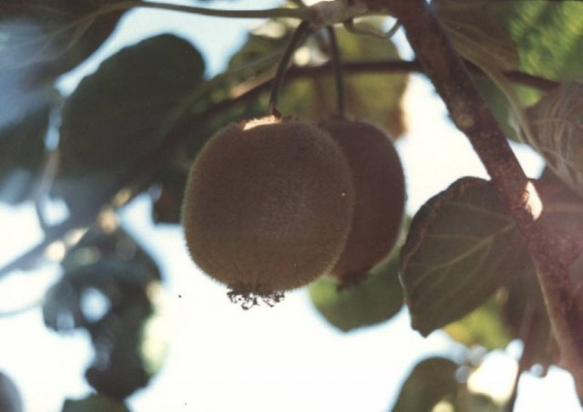 Λιποχώρι Πέλλας: Έκλεψε 200 κιλά ακτινίδια