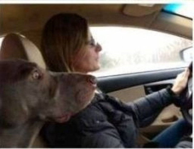 Η φωτό που σαρώνει στο διαδίκτυο: Ο Έλληνας οδηγός και ο… σκύλος!