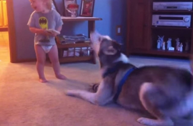 Μωρό και χάσκι έχουν μια... σοβαρή κουβέντα! (vid)