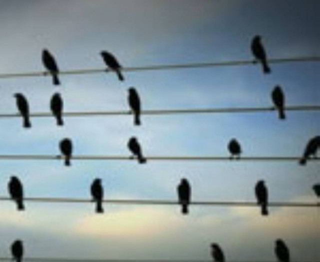 Απίθανο: Πουλιά συνθέτουν μουσική (Video)