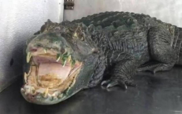 Σαββατόβραδο και ο αλιγάτορας πήγε...για ψώνια