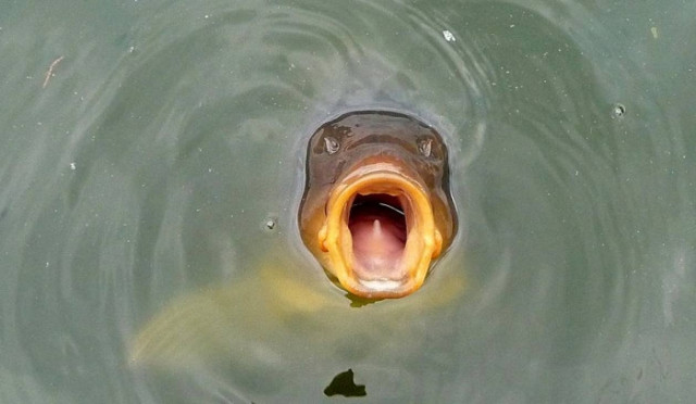 Γιγάντιο θαλάσσιο φίδι σε παραλία της Καλιφόρνια