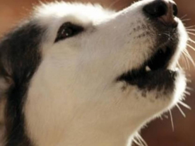 ΠΡΟΣΟΧΗ: Πώς μας δείχνουν τα ζώα ότι θα γίνει σεισμός