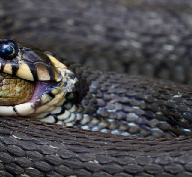 Σπάνια και βραβευμένη φωτογραφία: Δείτε τι κατάπιε ζωντανό ένα φίδι!
