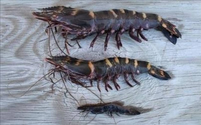 Απίστευτο! Γαρίδα-τίγρης στο Μεξικό