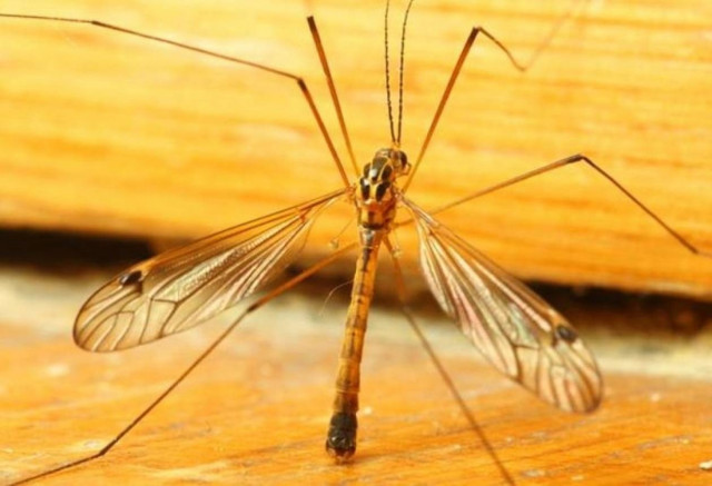 Ιός Δυτ. Νείλου: Στην 3η θέση η Ελλάδα σε Ευρώπη και Μεσόγειο