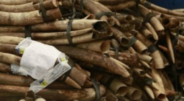 Κατασχέθηκε φορτίο ελεφαντόδοντου στην Ουγκάντα