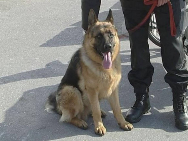 Απομάκρυναν το σκύλο από τον λιμενικό λόγω ...Χρυσής Αυγής