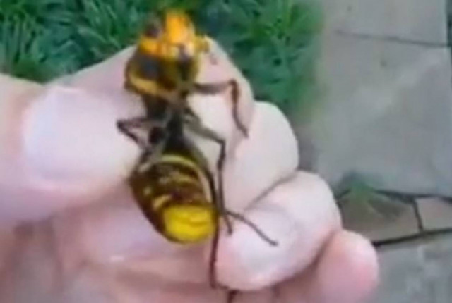 Σφήκα – δολοφόνος σκόρπισε το θάνατο στην Κίνα