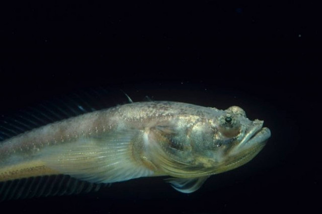 Άγρυπνοι στο Σηάτλ εξαιτίας...ψαριού