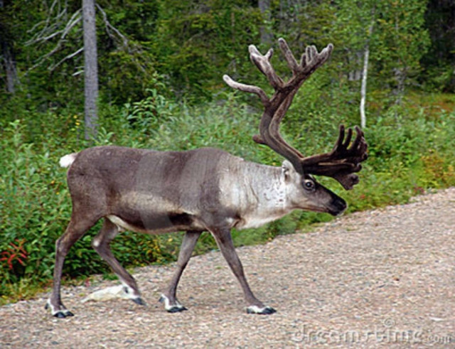 Νορβηγία:Κυνηγός πέρασε ηλικιωμένο για...τάρανδο