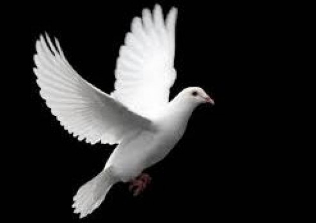 Βίντεο: Εκπαίδευε περιστέρια για μεταφορά κουβανέζικων πούρων