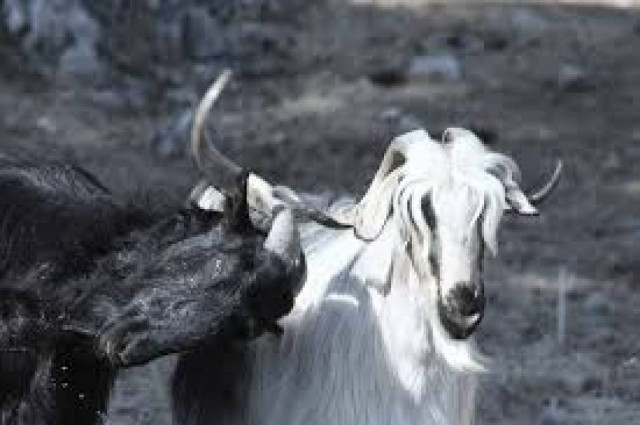 Τώρα... και ηλεκτρονική απογραφή αιγοπροβάτων!