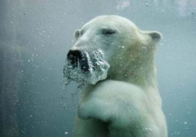Αρκούδα παίζει μπάσκετ κάτω από το νερό! (vid)