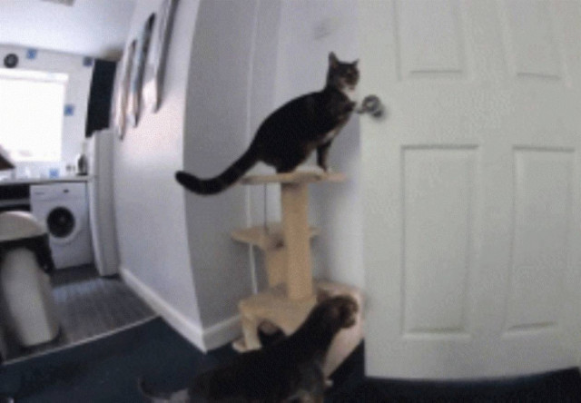 Γάτα και σκύλος συνεργάζονται για να ... αποδράσουν! (vid)