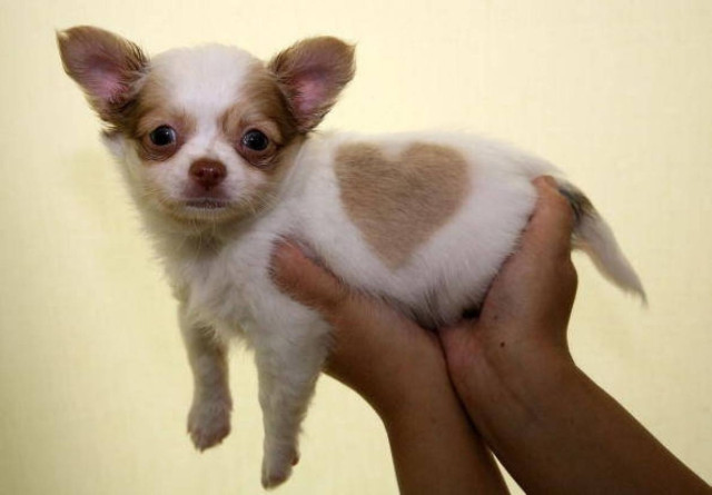 Ένα τσιουάουα με καρδιά... στο τρίχωμά του!