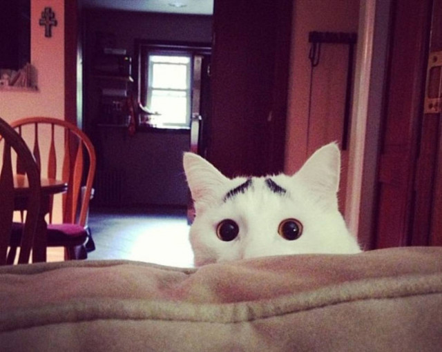 Δείτε γάτες με εντυπωσιακό τρίχωμα (pics)