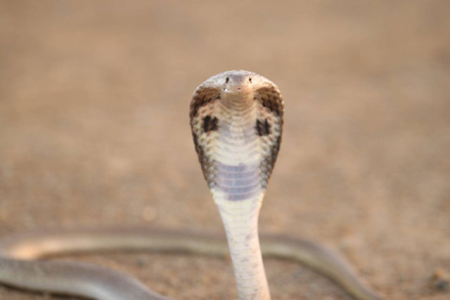 Βίντεο:Κόμπρες προστατεύουν μωρό