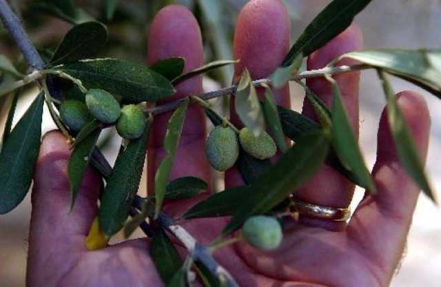 Χωρίς καρπό πως θα δουλέψουν φέτος τα ελαιοτριβεία;