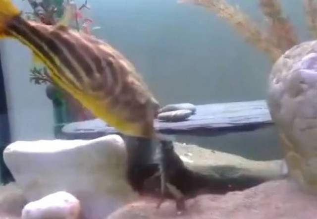 Βάζεις το χέρι σου σε αυτό το ενυδρείο; (vid)