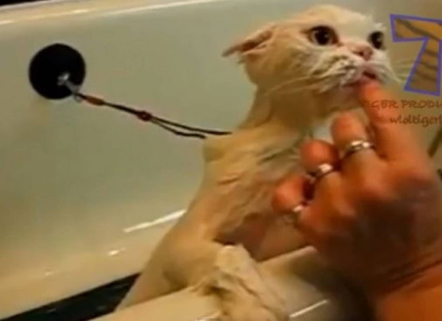 Δείτε γάτες που δεν θέλουν να κάνουν μπάνιο