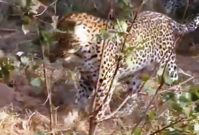 Όταν η λεοπάρδαλη συναντάει έναν γιγάντιο πύθωνα...! (vid)