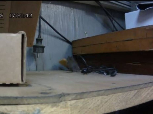 Ο ποντικός, το μπισκότο και το μεγάλο άλμα (vid)