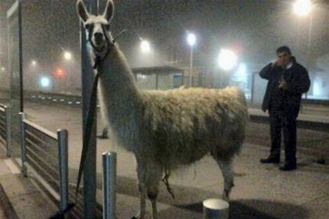 Μεθυσμένοι φοιτητές έβγαλαν βόλτα ένα λάμα με το τραμ