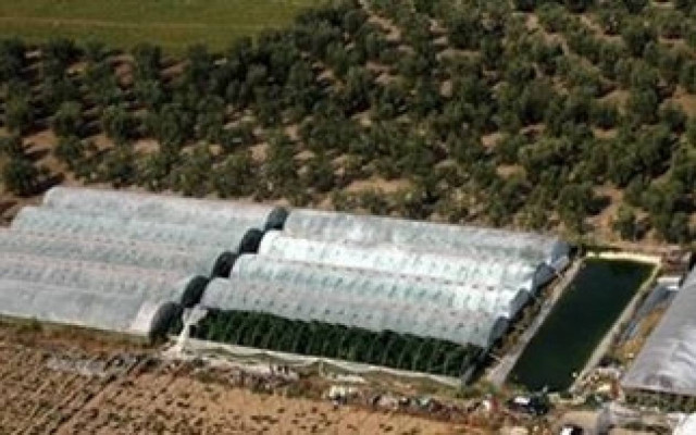 Εργαζόμενοι ασθένησαν σε καλλιέργεια κάνναβης στην Αλβανία