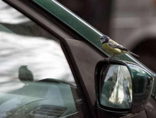 Όταν πλησίασε στο αυτοκίνητο του κόπηκαν τα ...γόνατα!