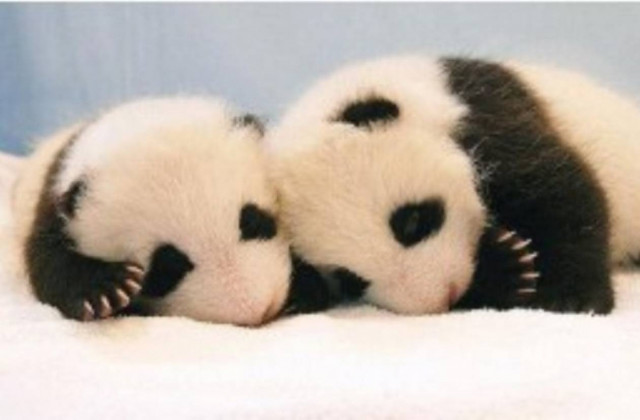 Δείτε τις πρώτες μέρες ζωής ενός νεογέννητου Πάντα (vid)