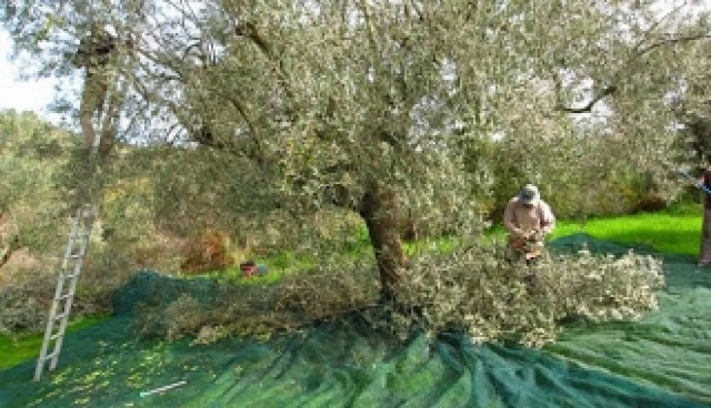 Μεγάλη συγκομιδή της ελιάς «Μαυρολίσιου» στην Πυλία