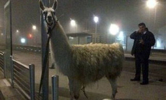 Δείτε την απίστευτη φωτογραφία με τους φοιτητές αγκαλιά με ένα λάμα!