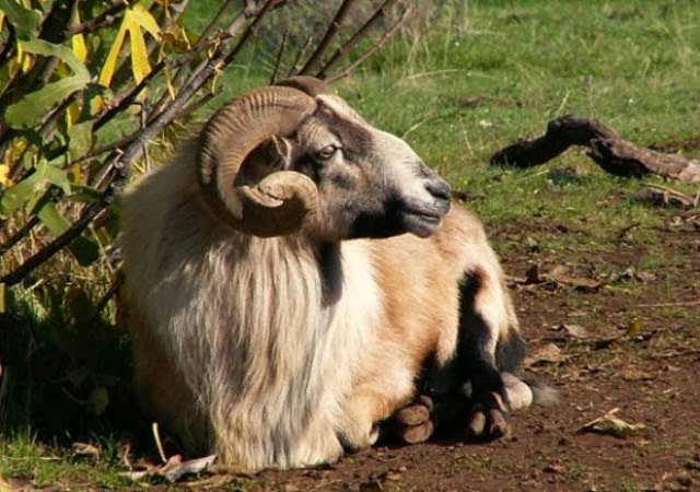 Aγρίνιο: Ένα κριάρι τον έστειλε στο νοσοκομείο!