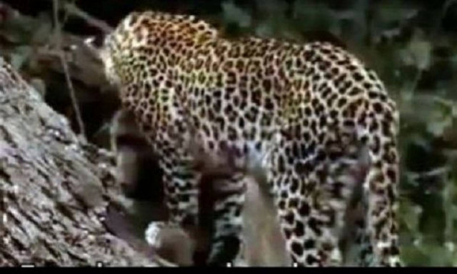 Ακόμα και τα πιο άγρια ζώα έχουν μητρικά αισθήματα!