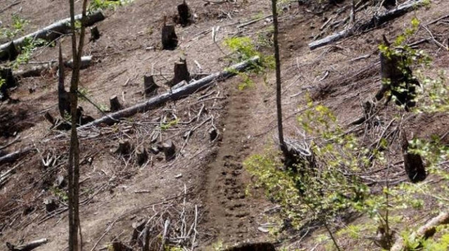 Σύσκεψη για καταπολέμηση της λαθροϋλοτομίας σε Δ. Μακεδονία και Ήπειρο