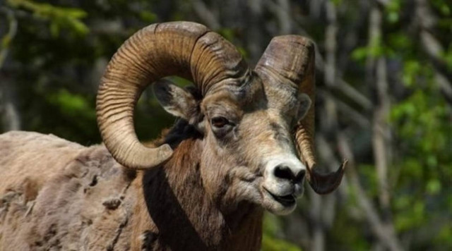 Αγρίνιο: Κτηνοτρόφος τραυματίστηκε από κριάρι