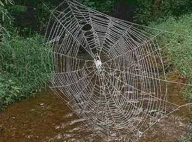 Απίστευτο βίντεο: Δείτε πώς μια αράχνη υφαίνει τον ιστό της