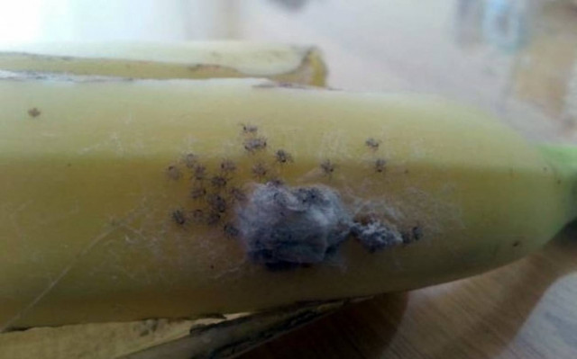 Οι μπανάνες είχαν μέσα τις πιο θανατηφόρες αράχνες (pics)