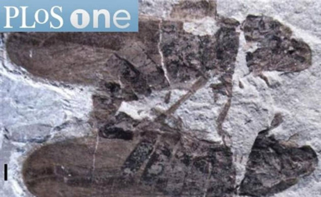 Απολιθωμένα έντομα 165 εκατ. ετών τη στιγμή της αναπαραγωγής!