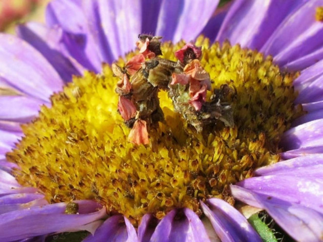 Δείτε την κάμπια που μοιάζει με λουλούδι (pics)