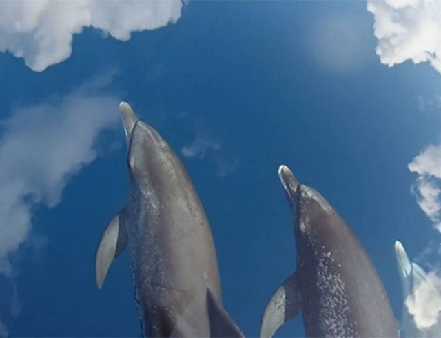 Απίστευτα παιχνίδια δελφινιών (vid)