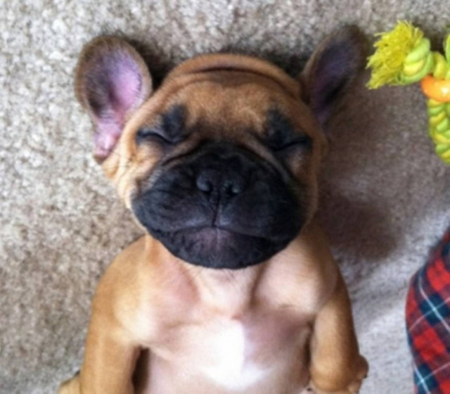 Δείτε το σκύλο που κοιμάται και ονειρεύεται! (Βίντεο)