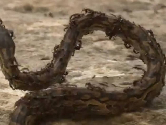 Βίντεο: Μυρμήγκια σκοτώνουν πύθωνα