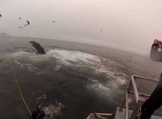 Αμάσητους θα τους κατάπιναν οι φάλαινες!