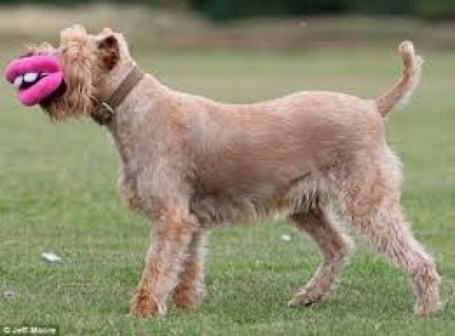 Πάγωσε το αίμα του όταν γύρισε ο σκύλος του κρατώντας στο στόμα ένα...