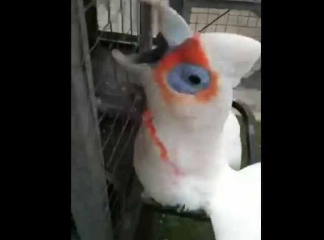 Έλληνας παπαγάλος τραγουδά και χορεύει…