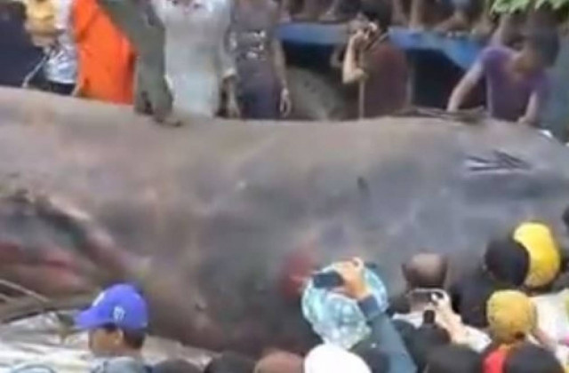 Tεράστιο ψάρι ξεβράστηκε στο Βιετνάμ