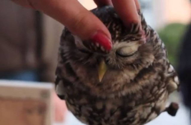Μια κουκουβάγια που κάνει καριέρα στο Youtube